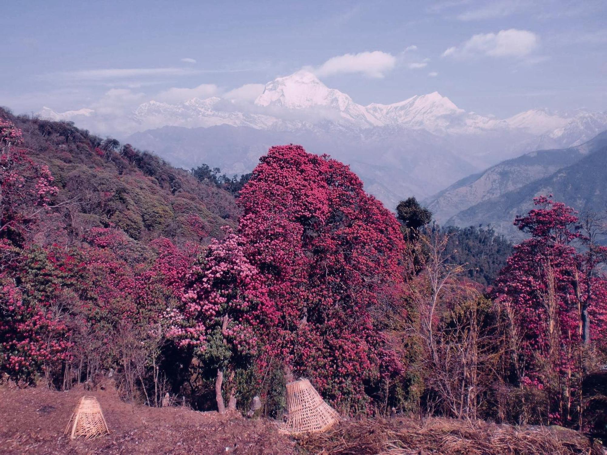 Hotel Annapurna View Sarangkot Покхара Экстерьер фото